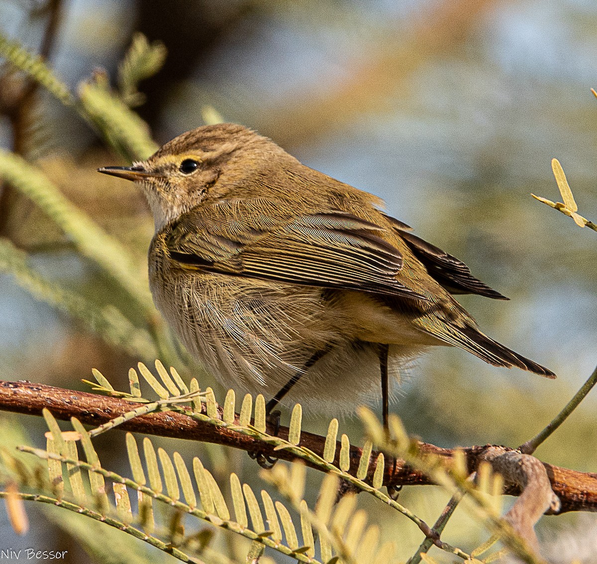 白鶺鴒 - ML646736792