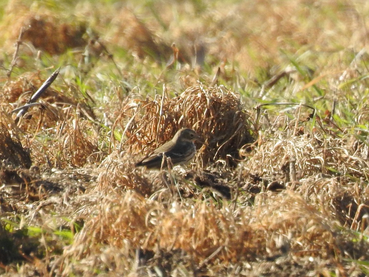 Amerika İncirkuşu - ML646736793