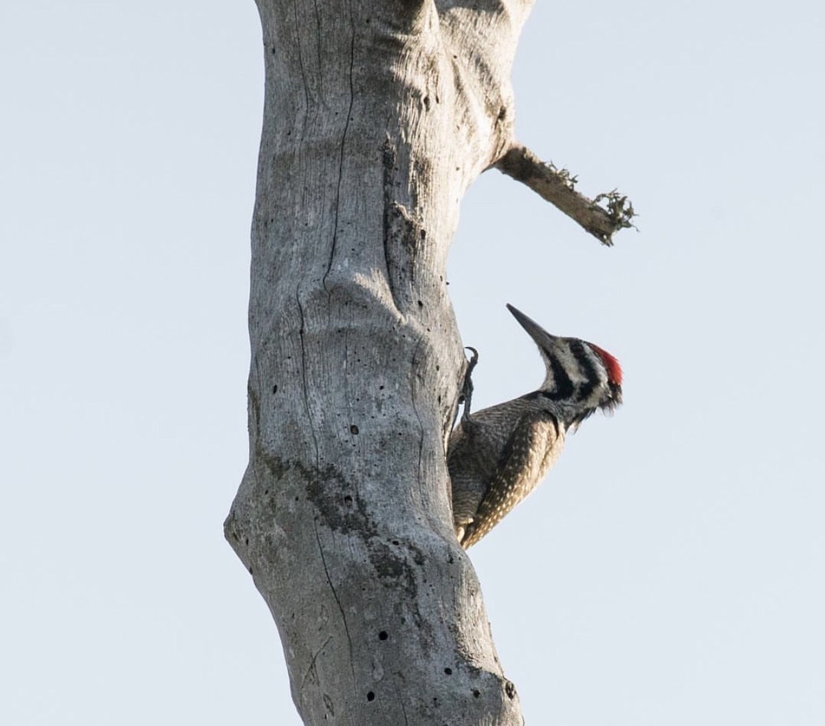 Bearded Woodpecker - ML646736794