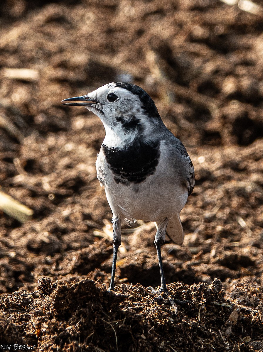 白鶺鴒 - ML646736795