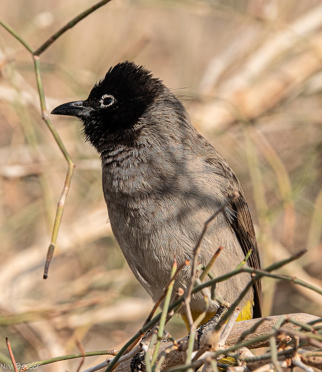 White-spectacled Bulbul - ML646736797