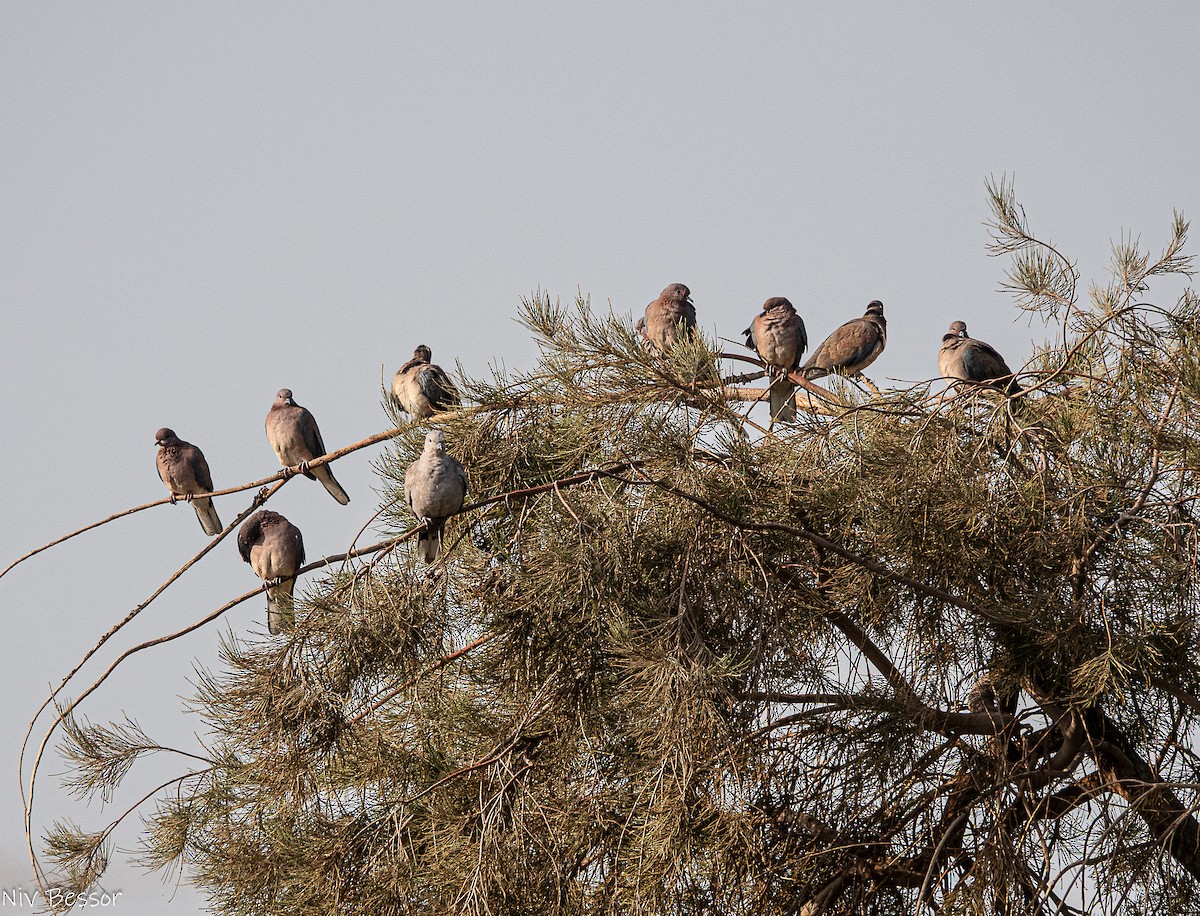 白鶺鴒 - ML646736798