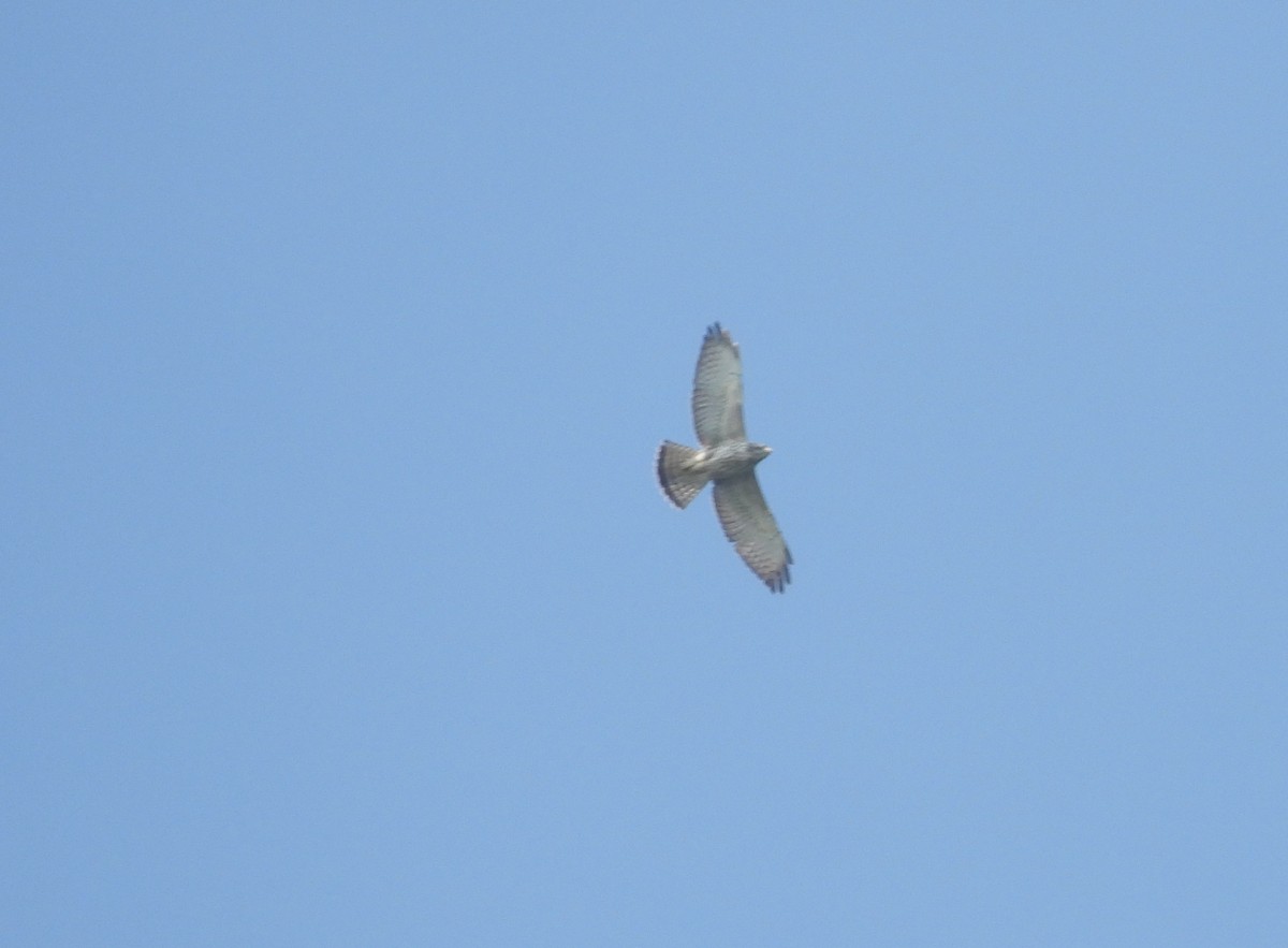 Breitflügelbussard - ML646736799