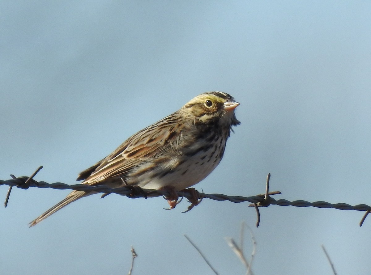 Savannah Serçesi - ML646736800