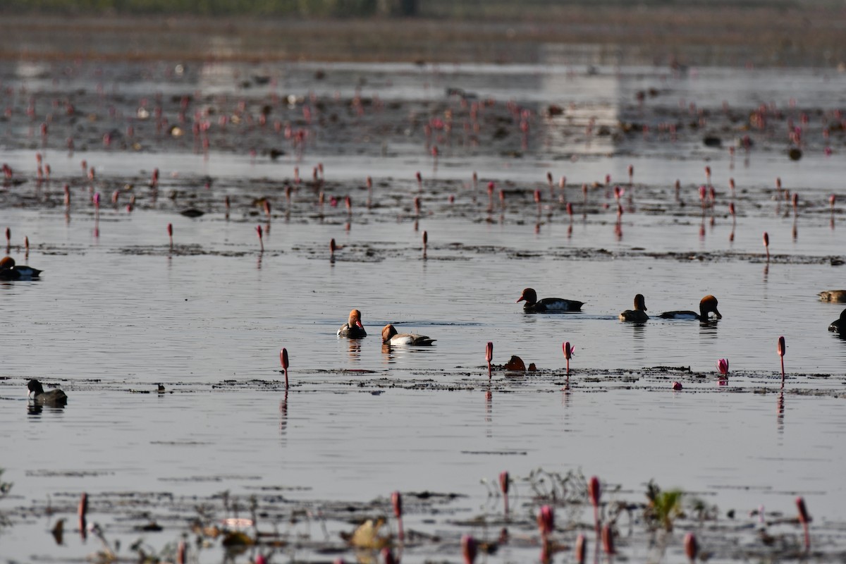Red-crested Pochard - ML646736802