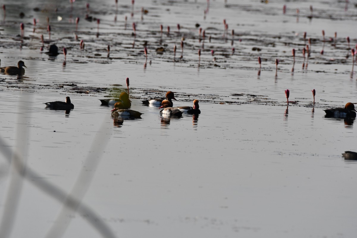 Red-crested Pochard - ML646736803