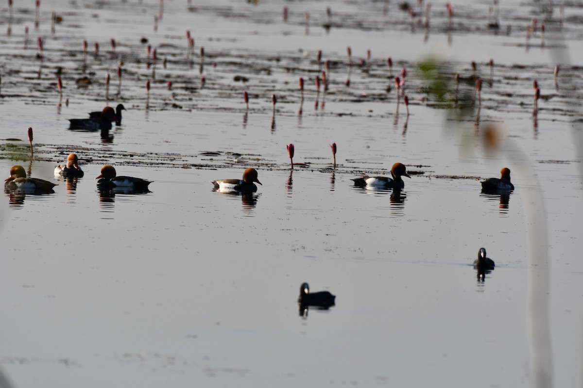 Red-crested Pochard - ML646736804