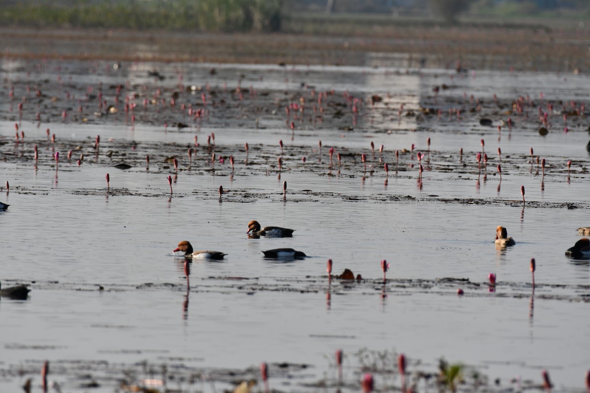 Red-crested Pochard - ML646736806