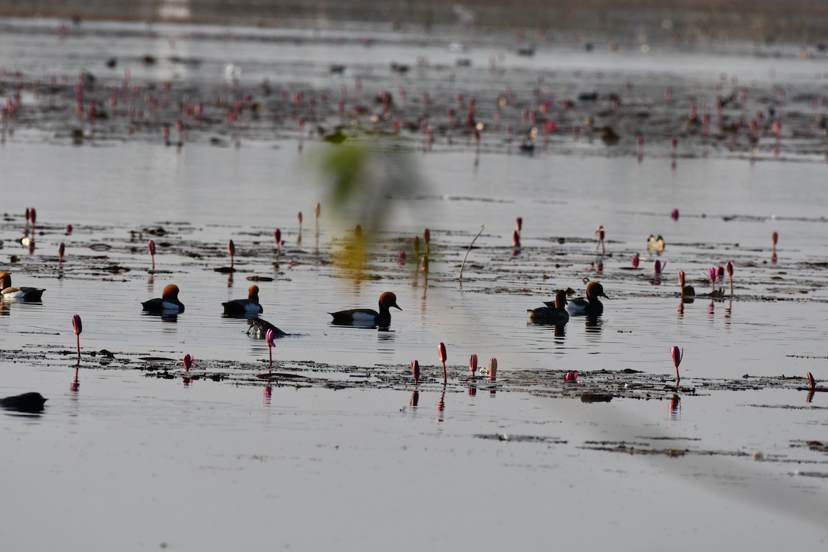 Red-crested Pochard - ML646736807