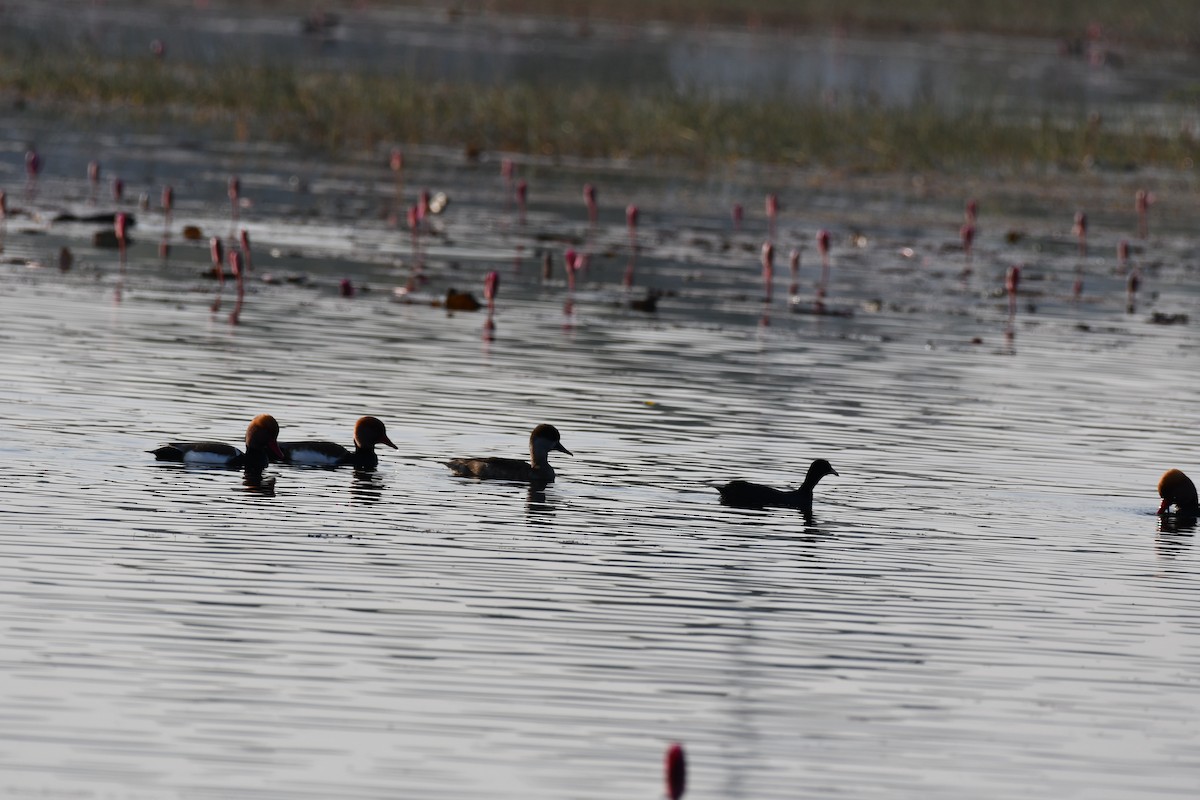 Red-crested Pochard - ML646736808