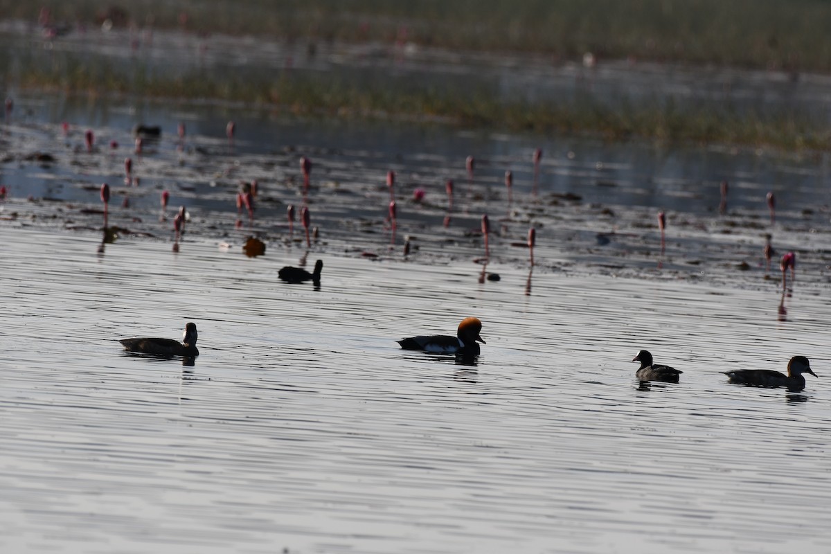Red-crested Pochard - ML646736809
