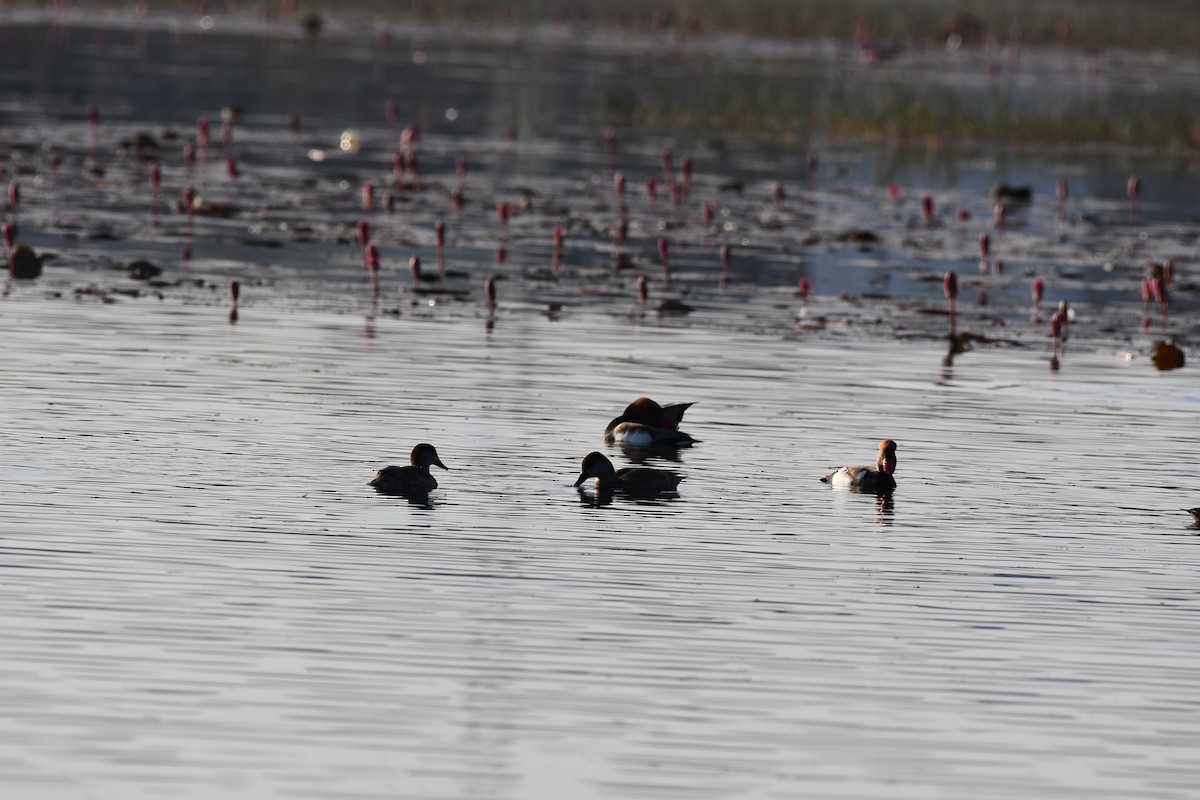 Red-crested Pochard - ML646736810