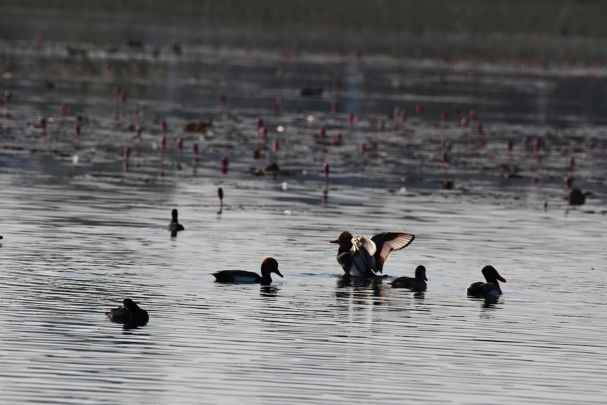 Red-crested Pochard - ML646736811