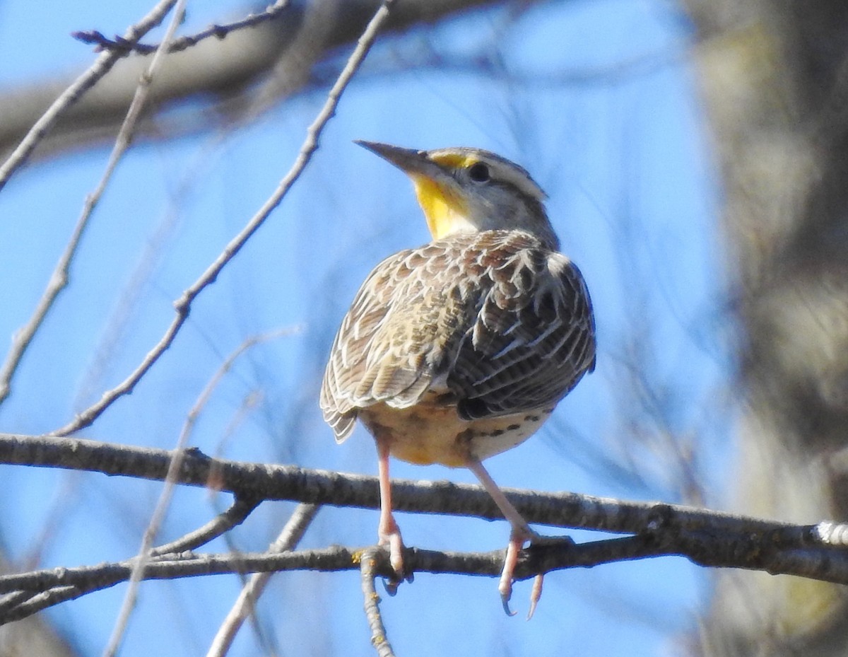 Doğulu Tarlasığırcığı - ML646736812