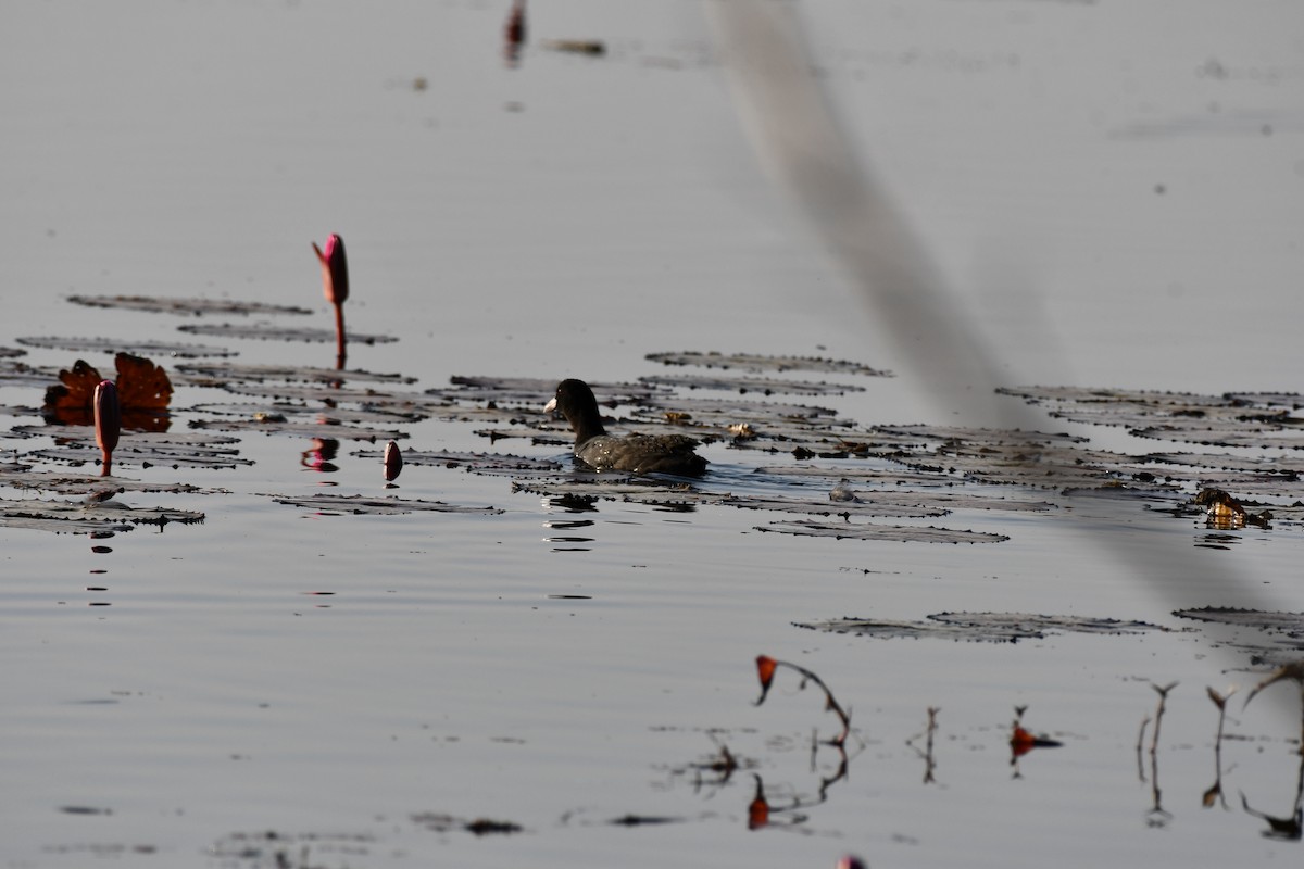 Eurasian Coot - ML646736813