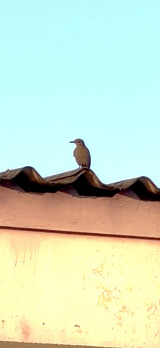 イソヒヨドリ - ML646736816