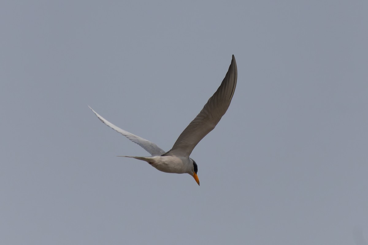 River Tern - ML646736817