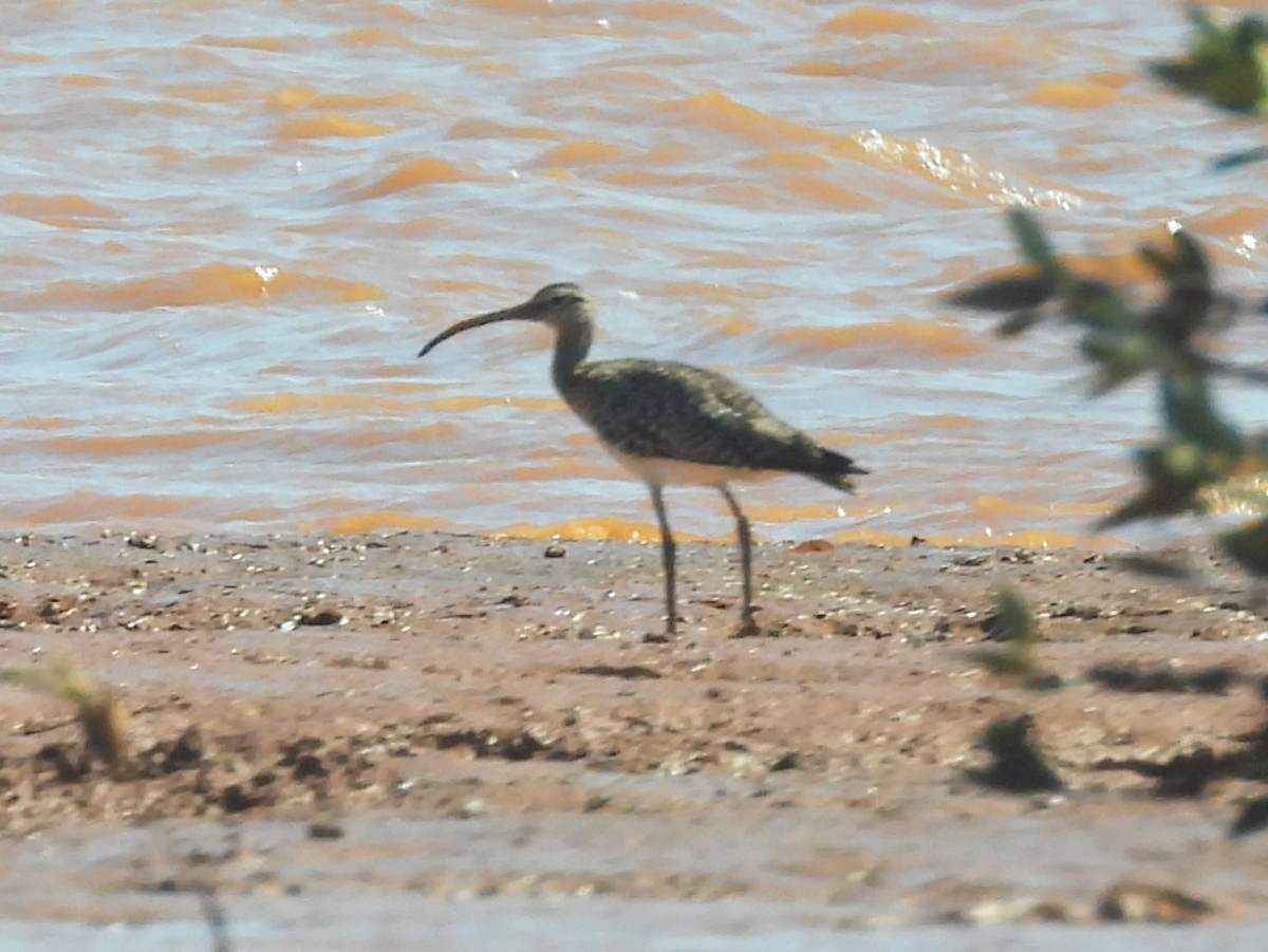 Eurasian Whimbrel - ML646736819