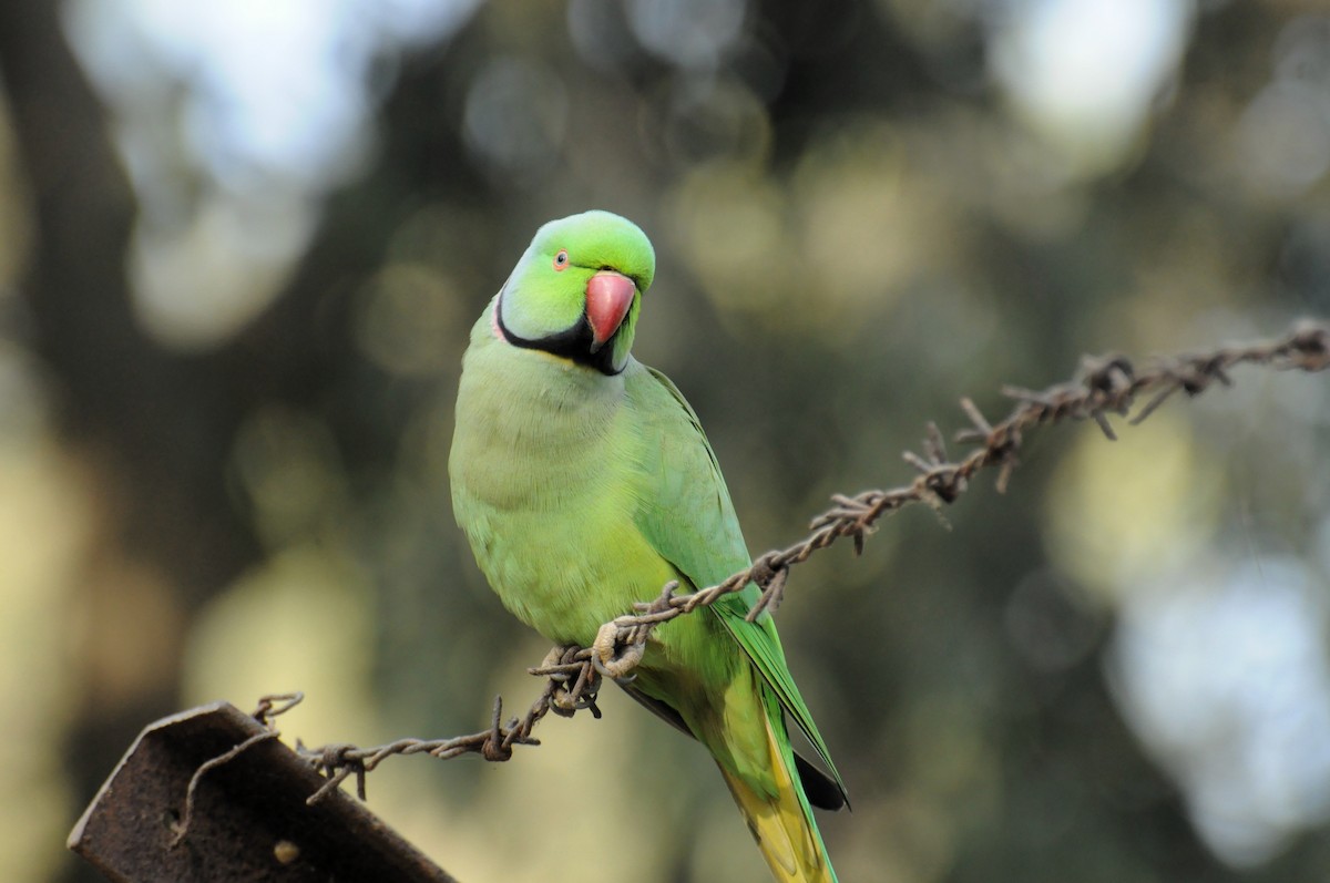 Rose-ringed Parakeet - ML646736820