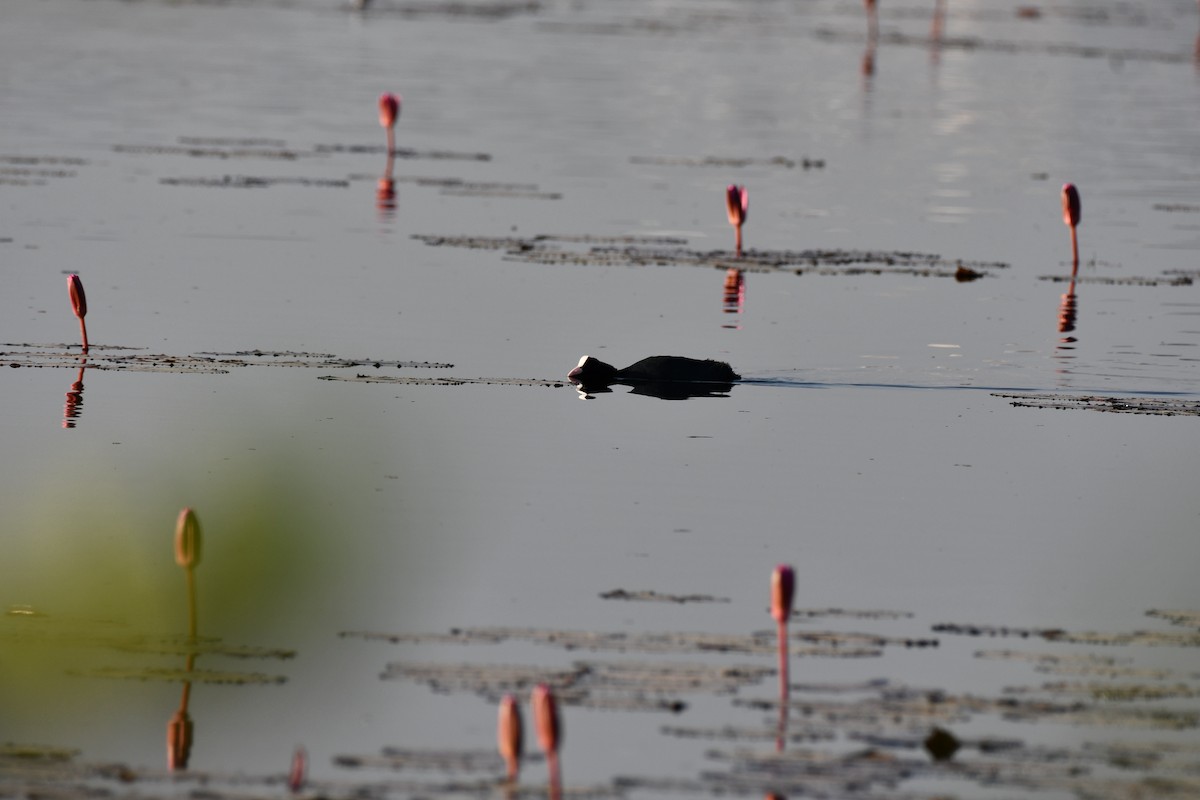 Eurasian Coot - ML646736821