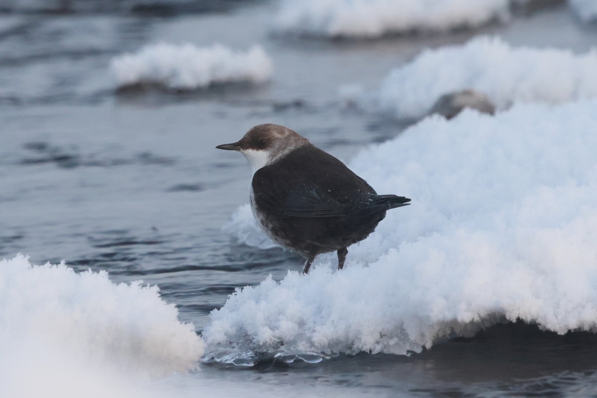 White-throated Dipper - ML646736822