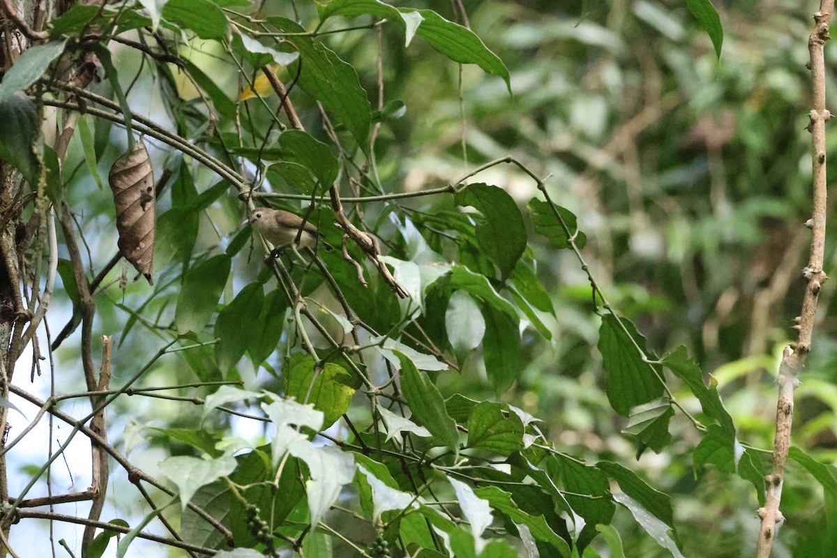 Thick-billed Flowerpecker - ML646736823