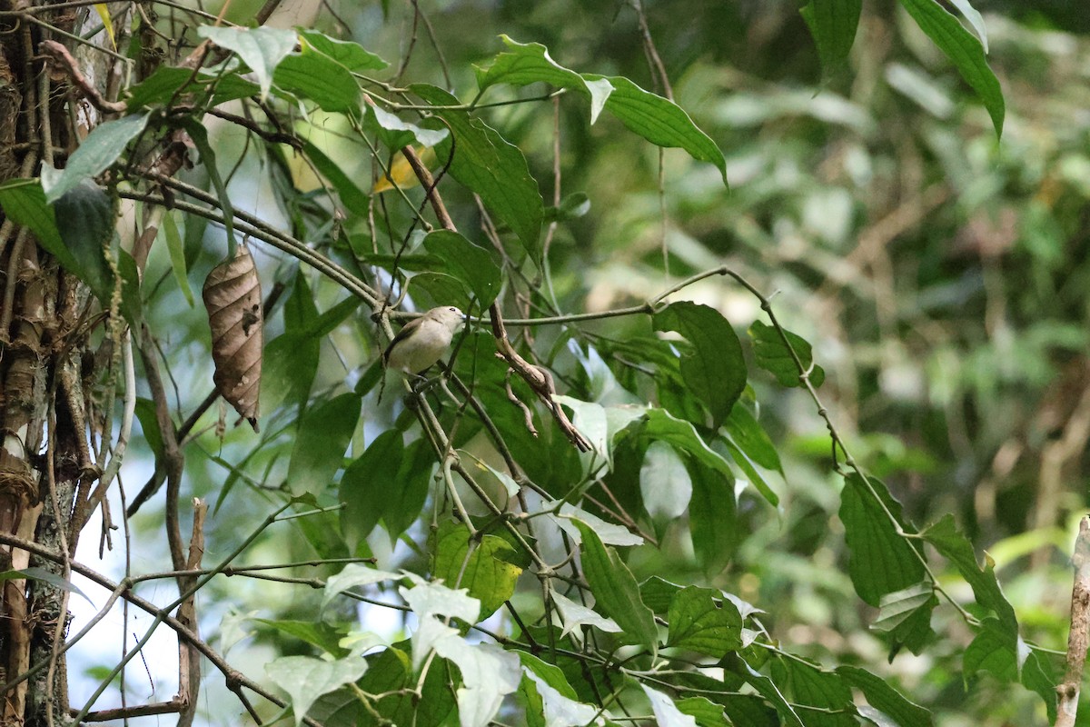 Thick-billed Flowerpecker - ML646736825