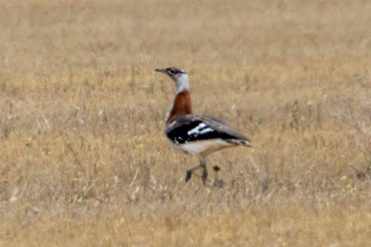 Denham's Bustard - ML646736826