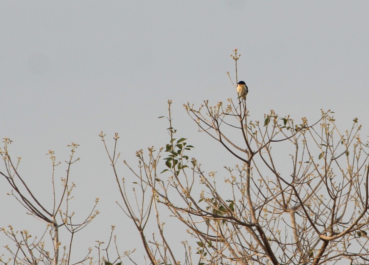 hvitgumptanagar - ML646736828