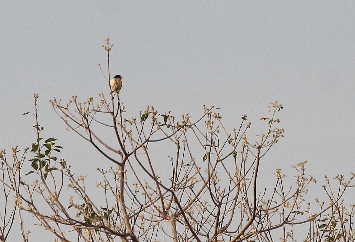 hvitgumptanagar - ML646736829