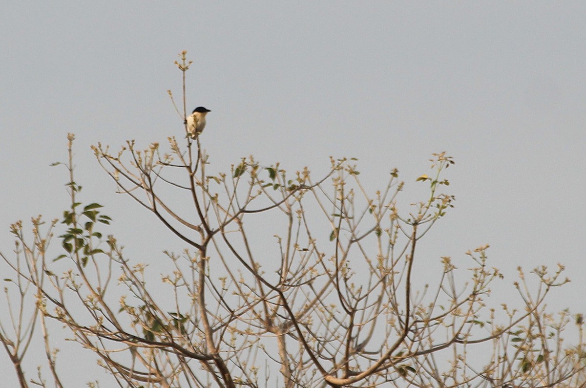 hvitgumptanagar - ML646736830