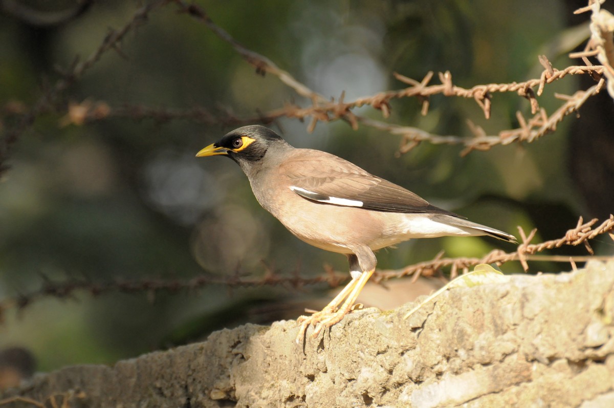 Common Myna - ML646736831