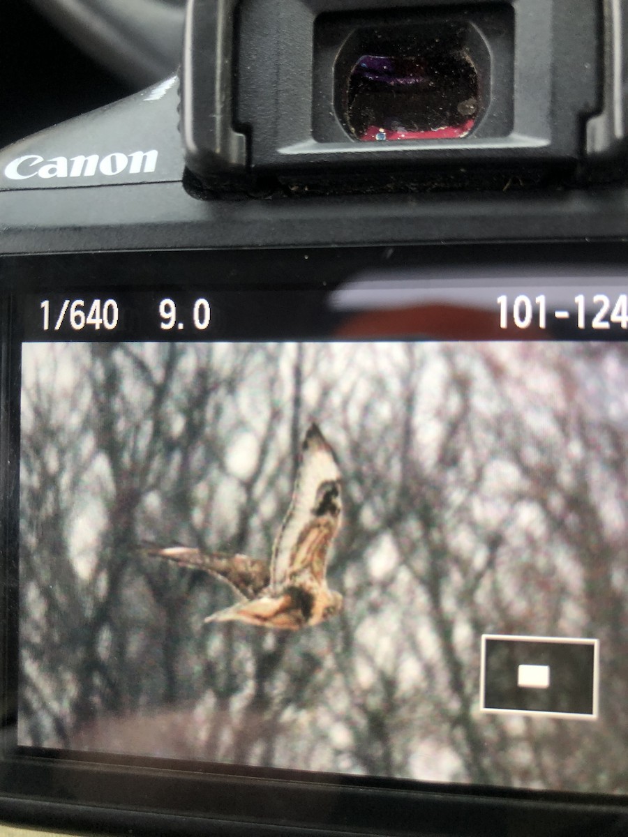 Rough-legged Hawk - ML646736832