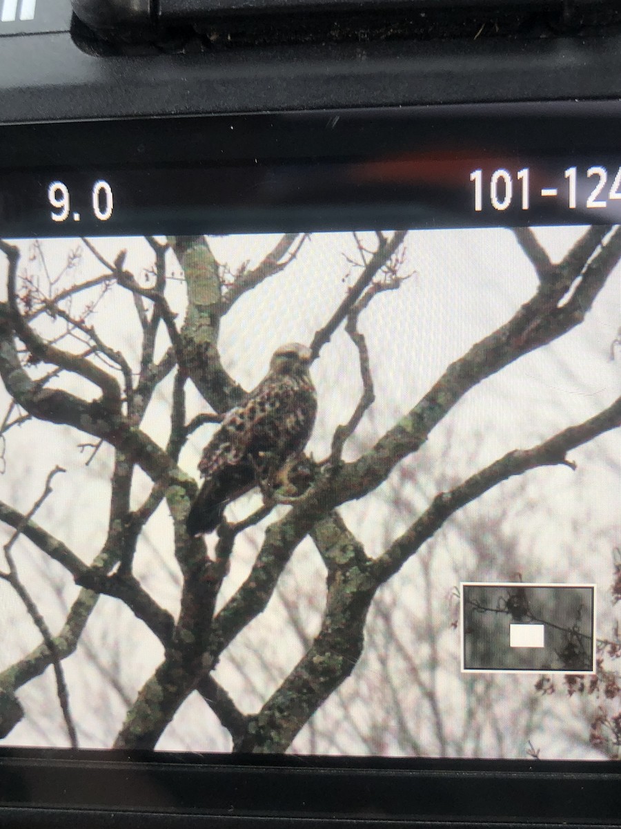 Rough-legged Hawk - ML646736833