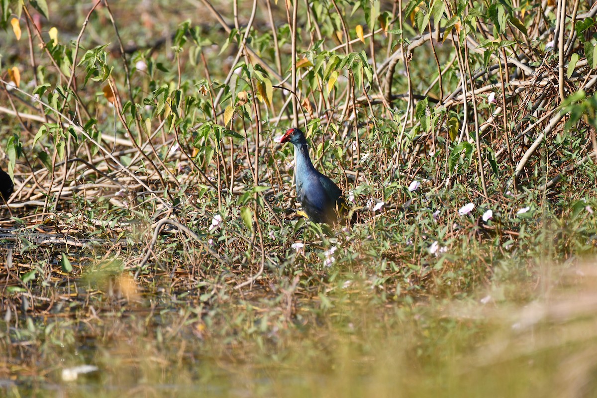 Gray-headed Swamphen - ML646736834