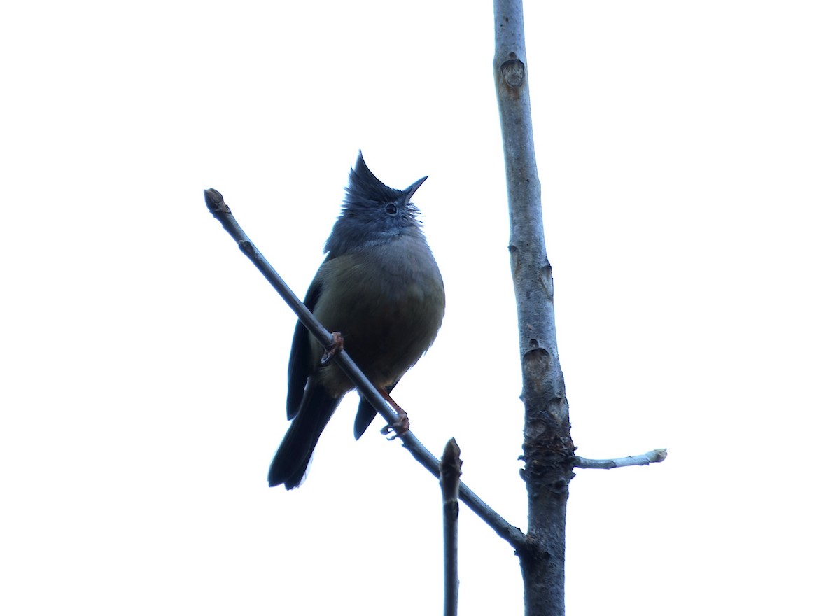 Stripe-throated Yuhina - ML646736835