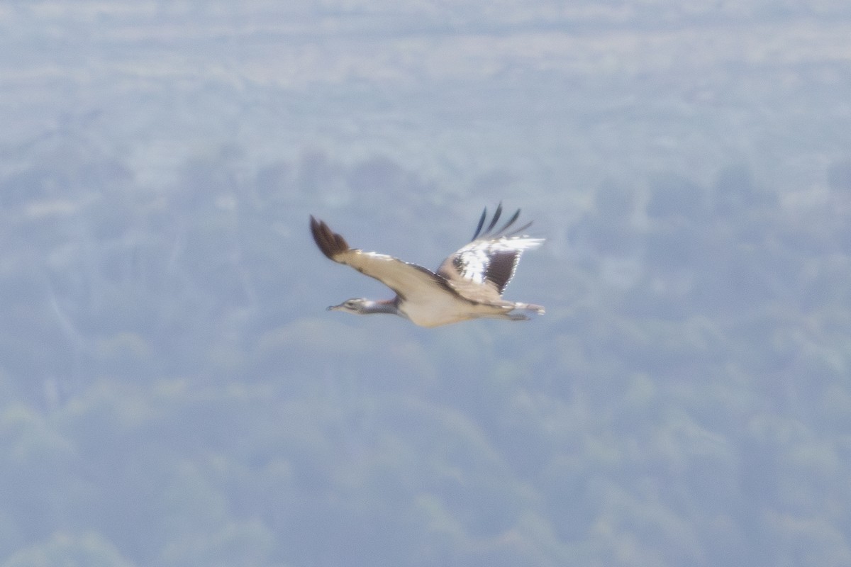 Denham's Bustard - ML646736836