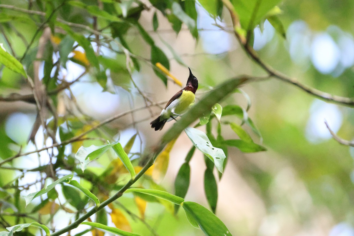 Purple-rumped Sunbird - ML646736837