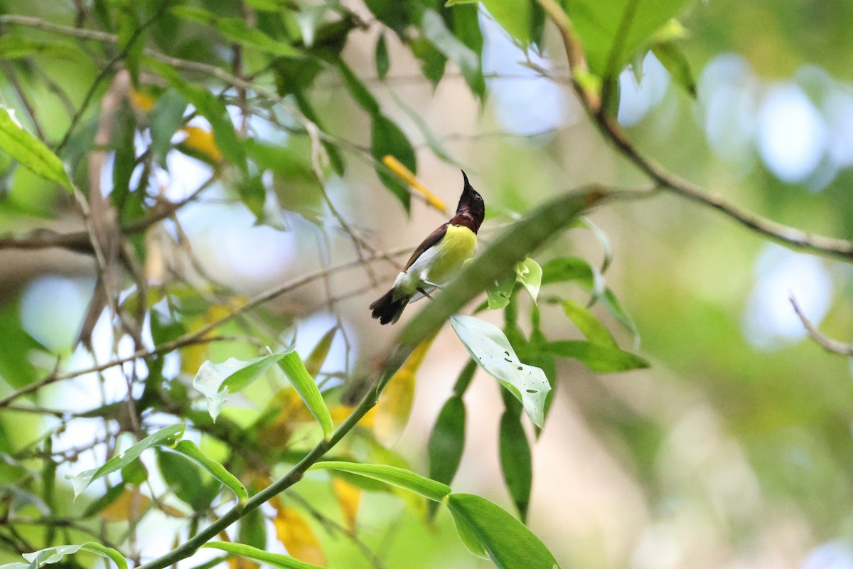 Purple-rumped Sunbird - ML646736838