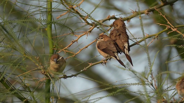 Indian Silverbill - ML646736839