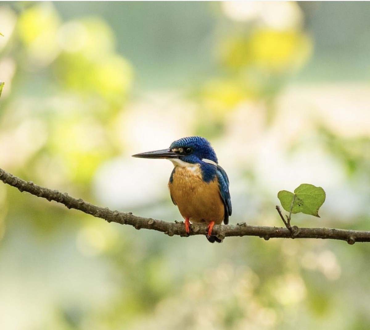 Half-collared Kingfisher - ML646736840