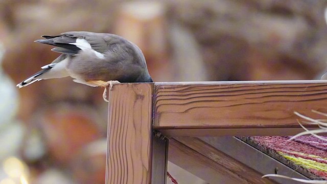 Hartxori tristea - ML646736843