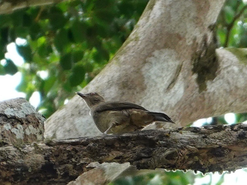 Red-eyed Bulbul - ML646736847