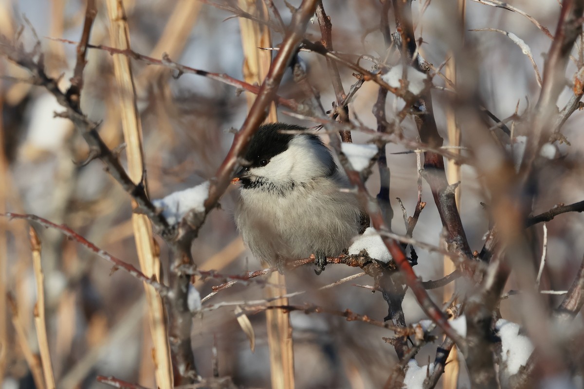 Willow Tit - ML646736850