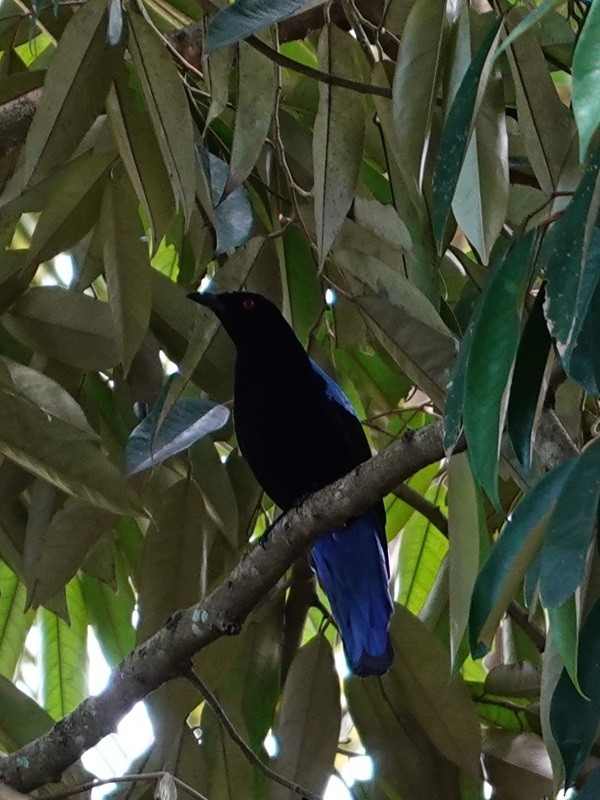 Asian Fairy-bluebird - ML646736851