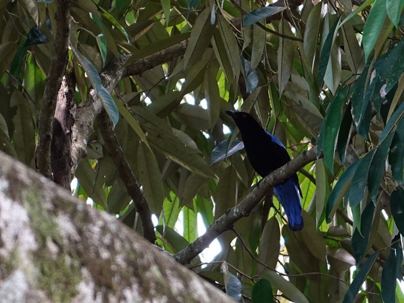 Asian Fairy-bluebird - ML646736852
