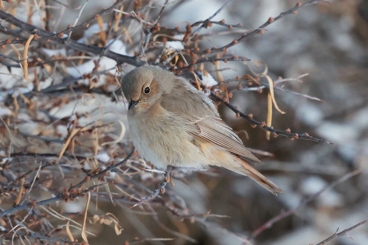 White-winged Redstart - ML646736854