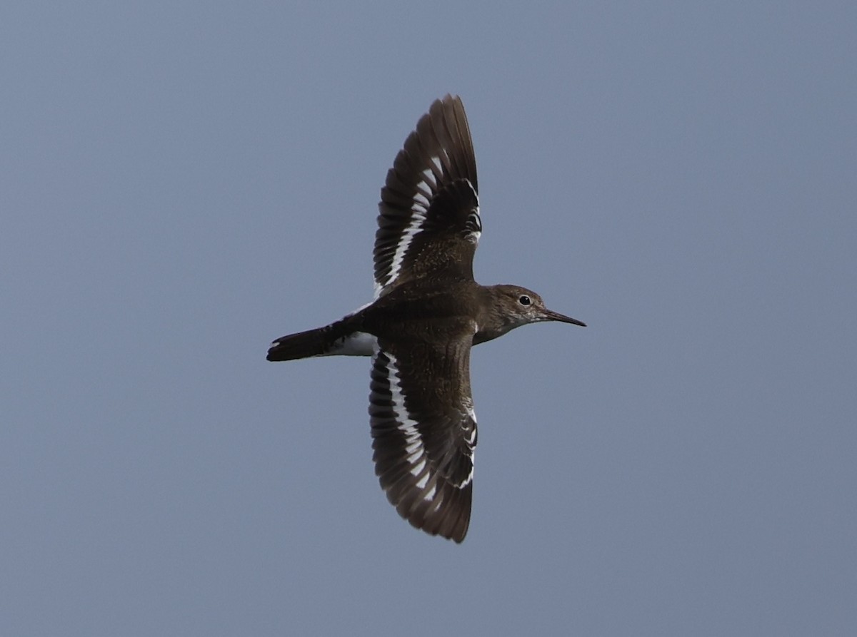 Common Sandpiper - ML646736859