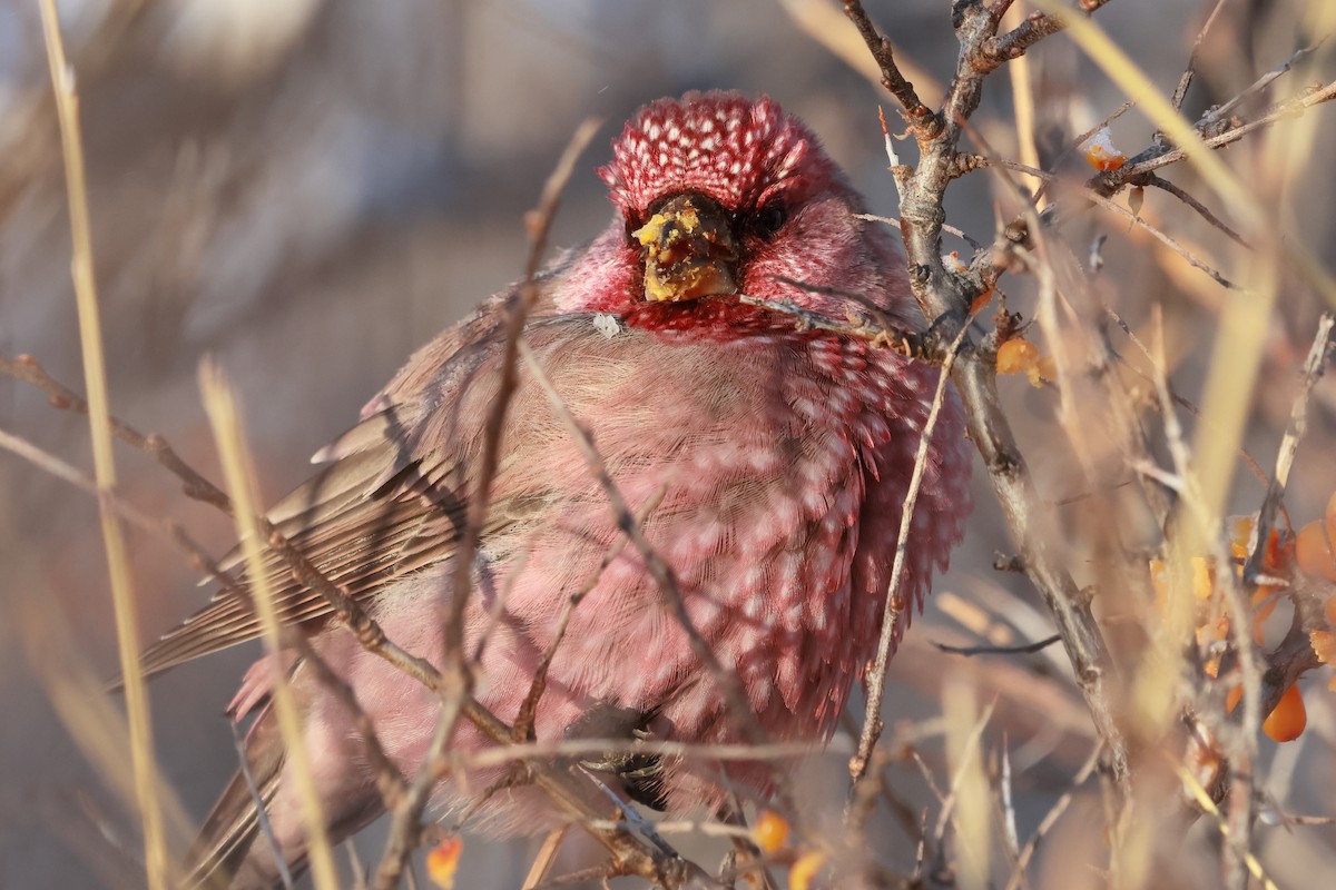 Great Rosefinch - ML646736862