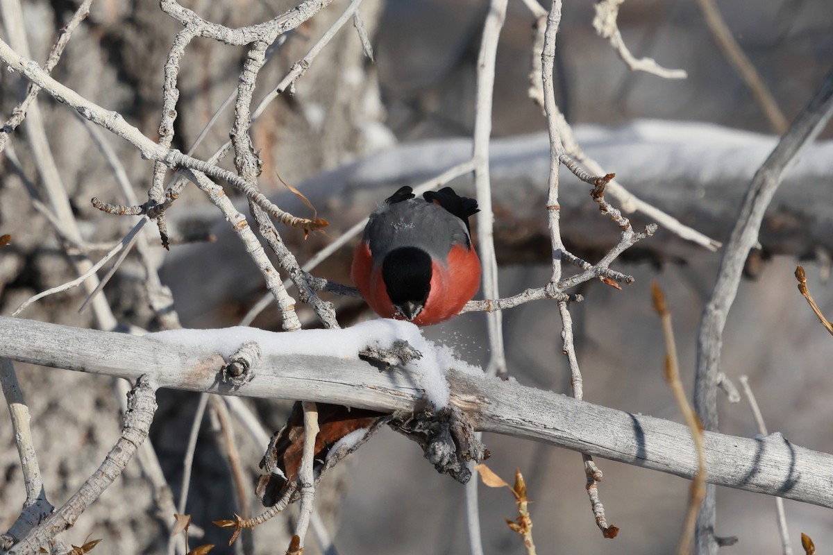Eurasian Bullfinch - ML646736864
